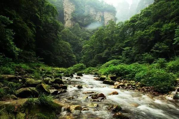 机智问答网页-获取智慧的耳软骨垫鼻尖会吸收吗?问题解答